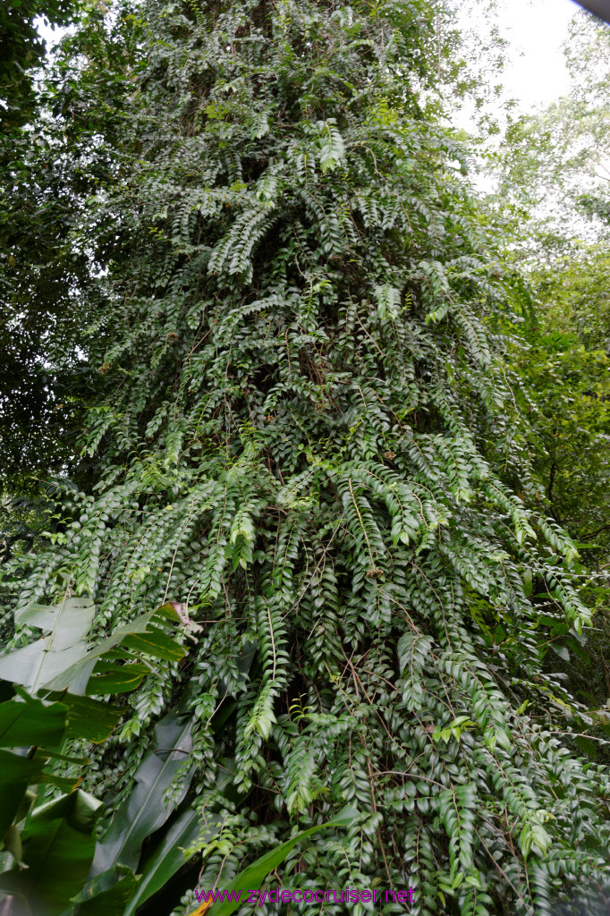 099: Carnival Freedom Reposition Cruise, St Lucia, Rain Forest Aerial Tram Adventure, 