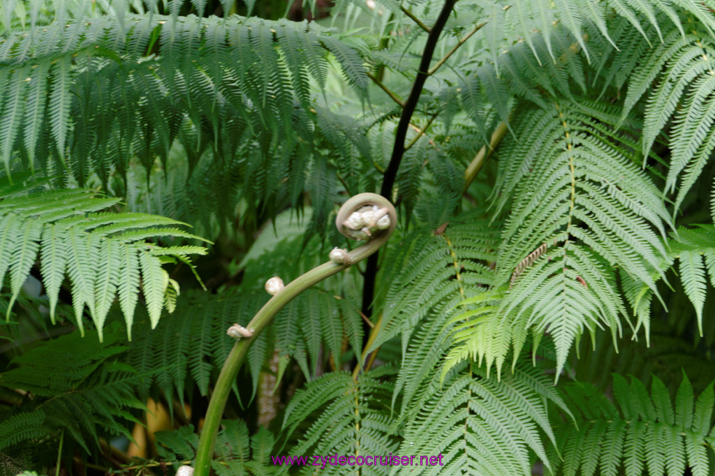 103: Carnival Freedom Reposition Cruise, St Lucia, Rain Forest Aerial Tram Adventure, 