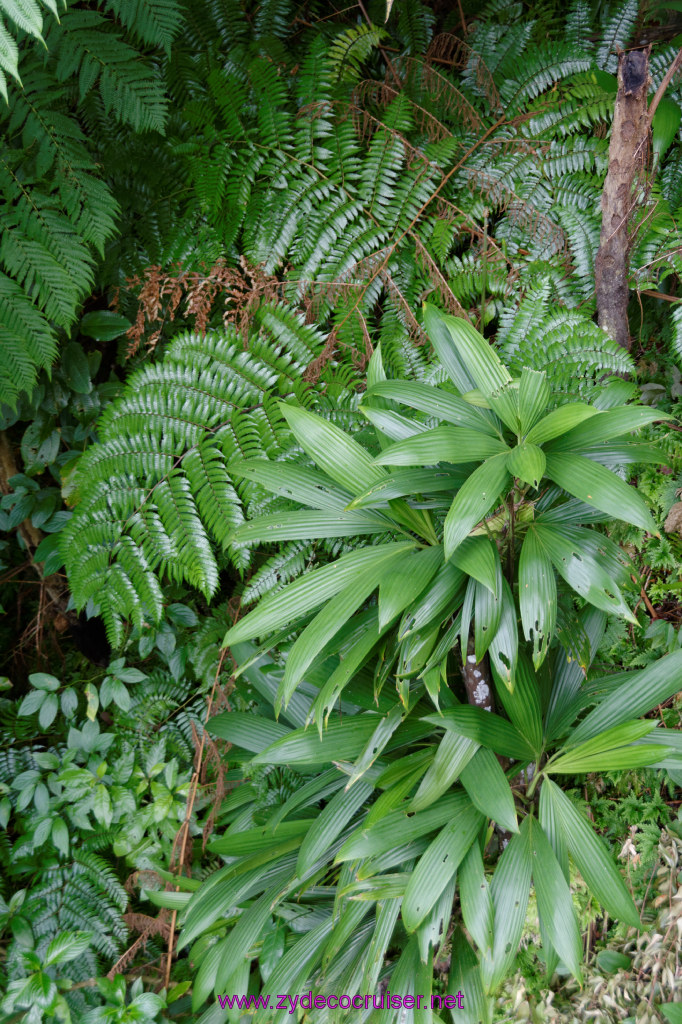 104: Carnival Freedom Reposition Cruise, St Lucia, Rain Forest Aerial Tram Adventure, 