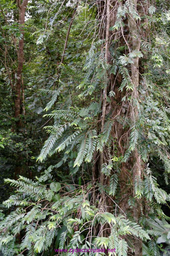 120: Carnival Freedom Reposition Cruise, St Lucia, Rain Forest Aerial Tram Adventure, 