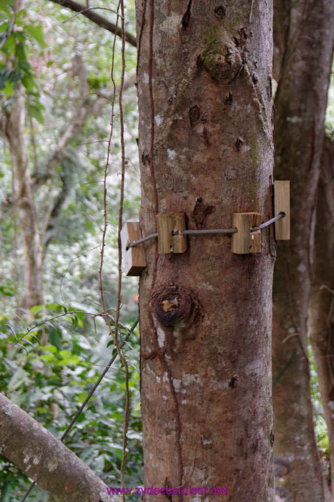 152: Carnival Freedom Reposition Cruise, St Lucia, Rain Forest Aerial Tram Adventure, 