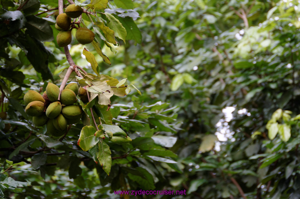 154: Carnival Freedom Reposition Cruise, St Lucia, Rain Forest Aerial Tram Adventure, 