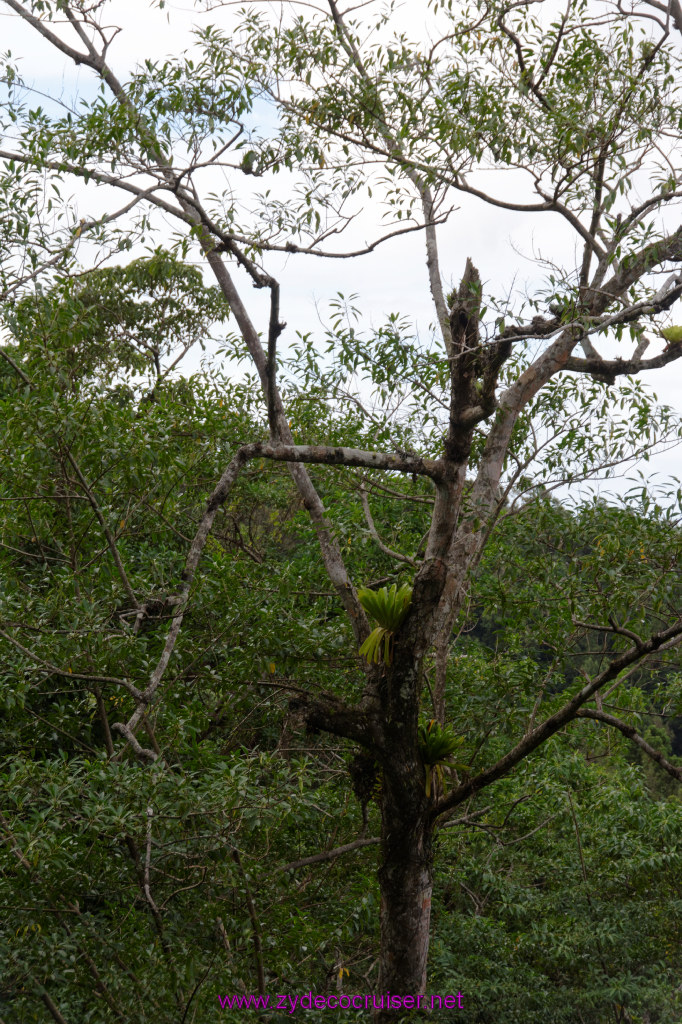 159: Carnival Freedom Reposition Cruise, St Lucia, Rain Forest Aerial Tram Adventure, 