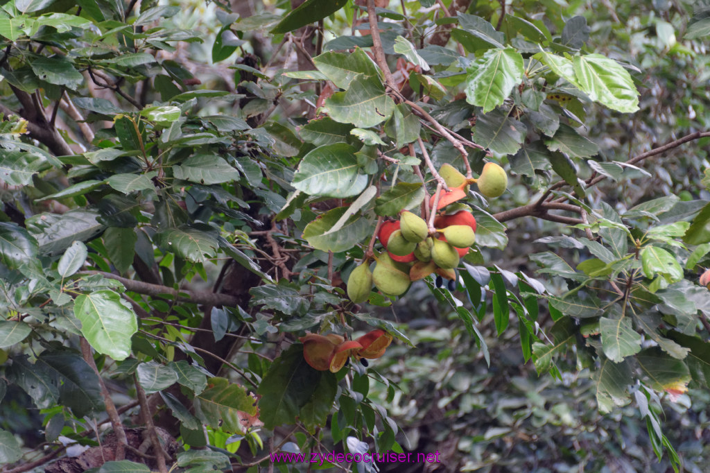 179: Carnival Freedom Reposition Cruise, St Lucia, Rain Forest Aerial Tram Adventure, 