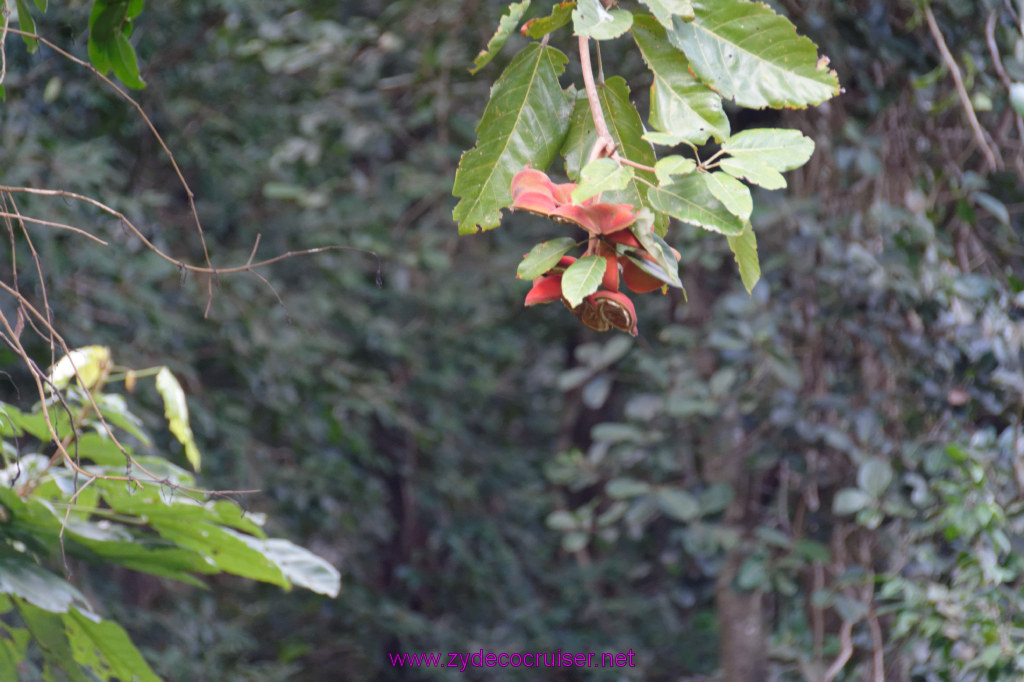 181: Carnival Freedom Reposition Cruise, St Lucia, Rain Forest Aerial Tram Adventure, 