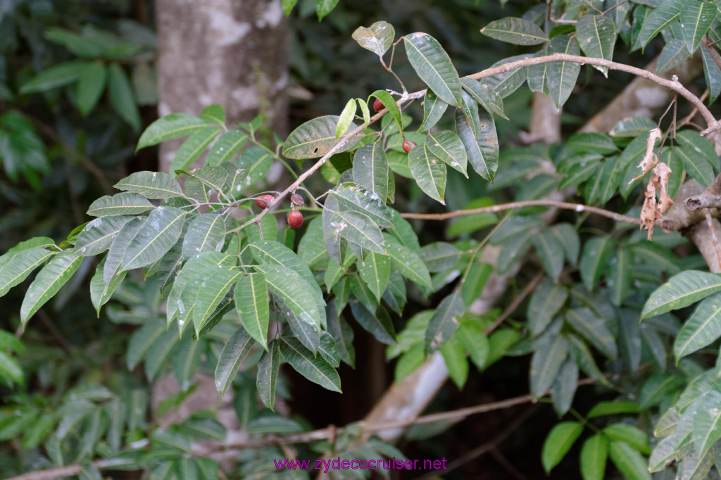 188: Carnival Freedom Reposition Cruise, St Lucia, Rain Forest Aerial Tram Adventure, 