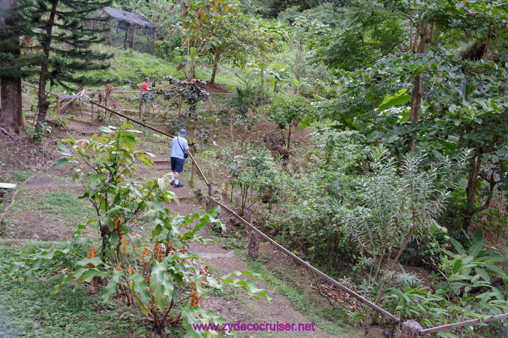 202: Carnival Freedom Reposition Cruise, St Lucia, Rain Forest Aerial Tram Adventure, 