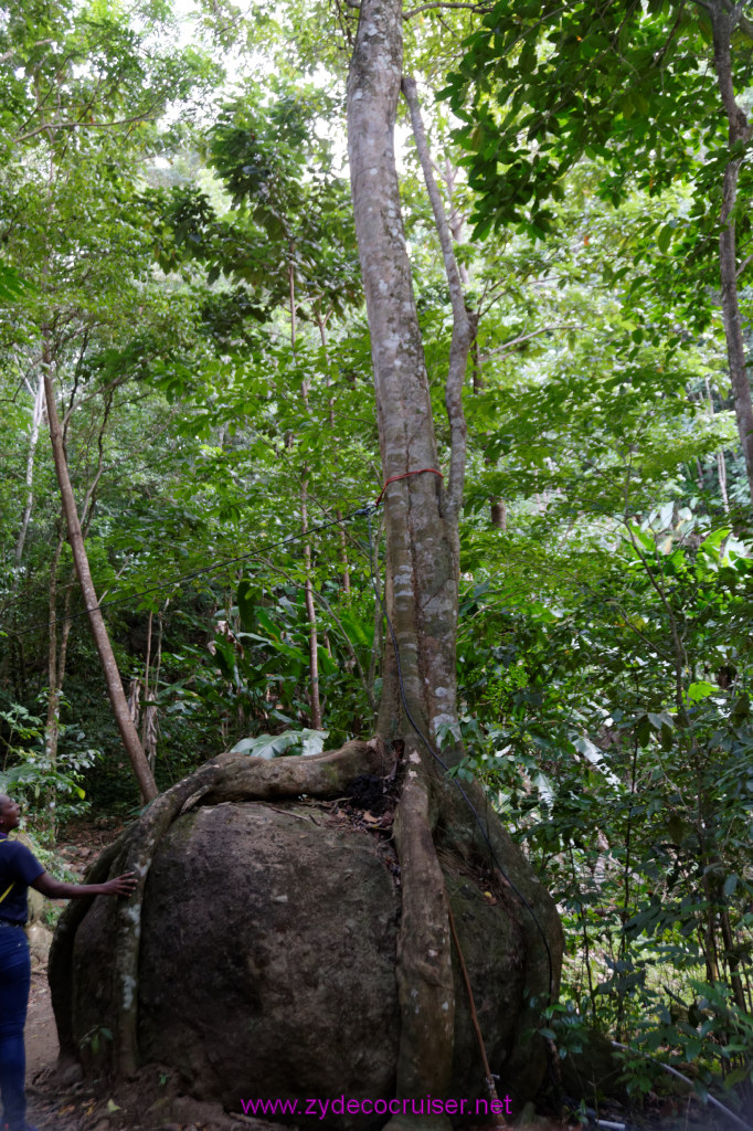 213: Carnival Freedom Reposition Cruise, St Lucia, Rain Forest Aerial Tram Adventure, 