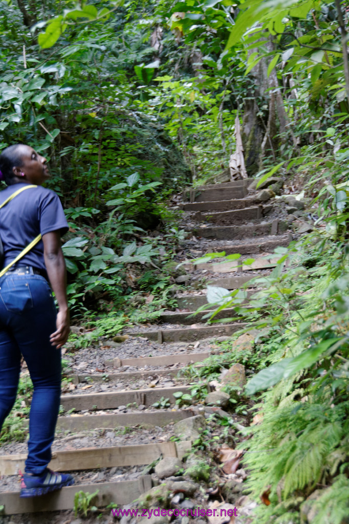 221: Carnival Freedom Reposition Cruise, St Lucia, Rain Forest Aerial Tram Adventure, 