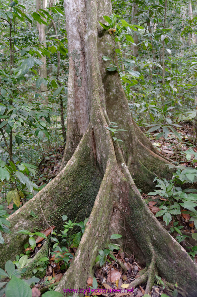 227: Carnival Freedom Reposition Cruise, St Lucia, Rain Forest Aerial Tram Adventure, 