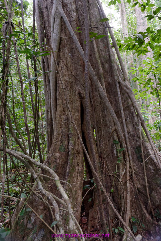 229: Carnival Freedom Reposition Cruise, St Lucia, Rain Forest Aerial Tram Adventure, 