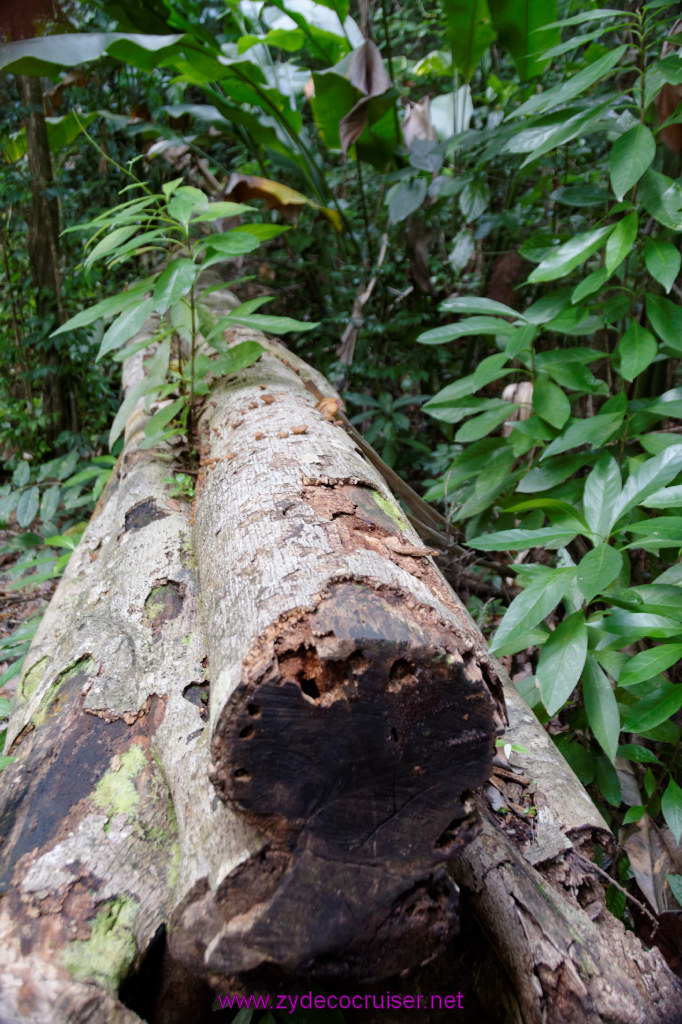 232: Carnival Freedom Reposition Cruise, St Lucia, Rain Forest Aerial Tram Adventure, 