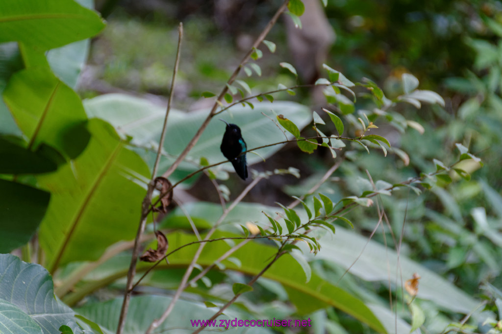 247: Carnival Freedom Reposition Cruise, St Lucia, Rain Forest Aerial Tram Adventure, 