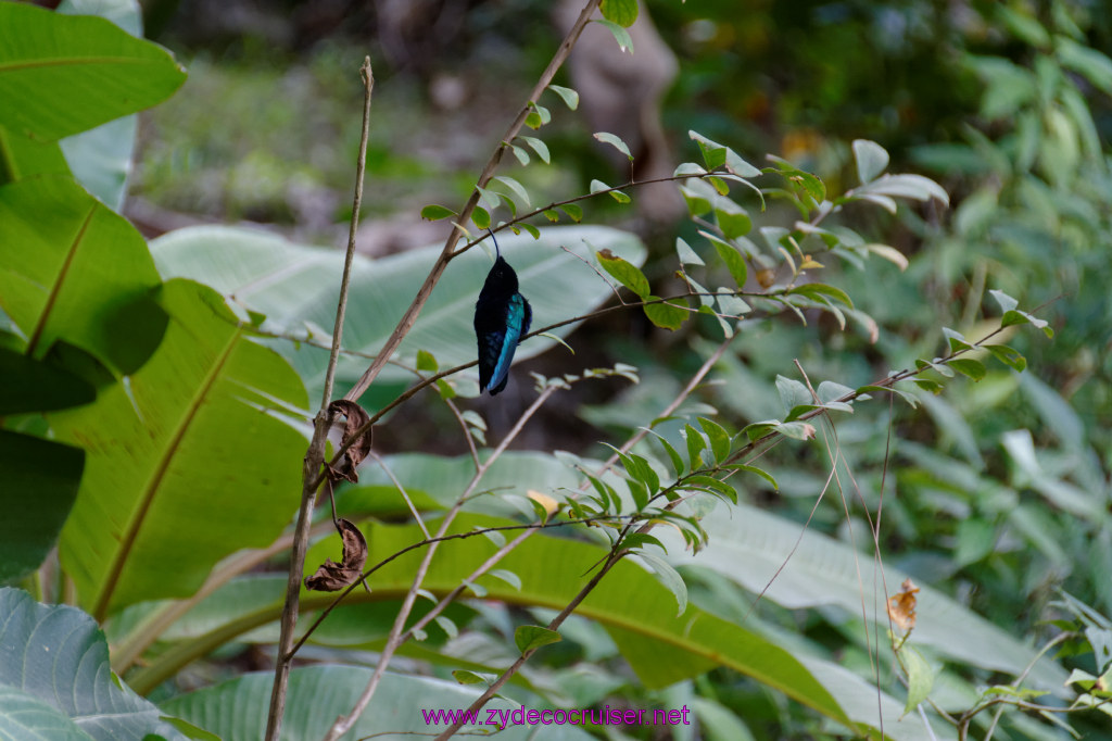 248: Carnival Freedom Reposition Cruise, St Lucia, Rain Forest Aerial Tram Adventure, 