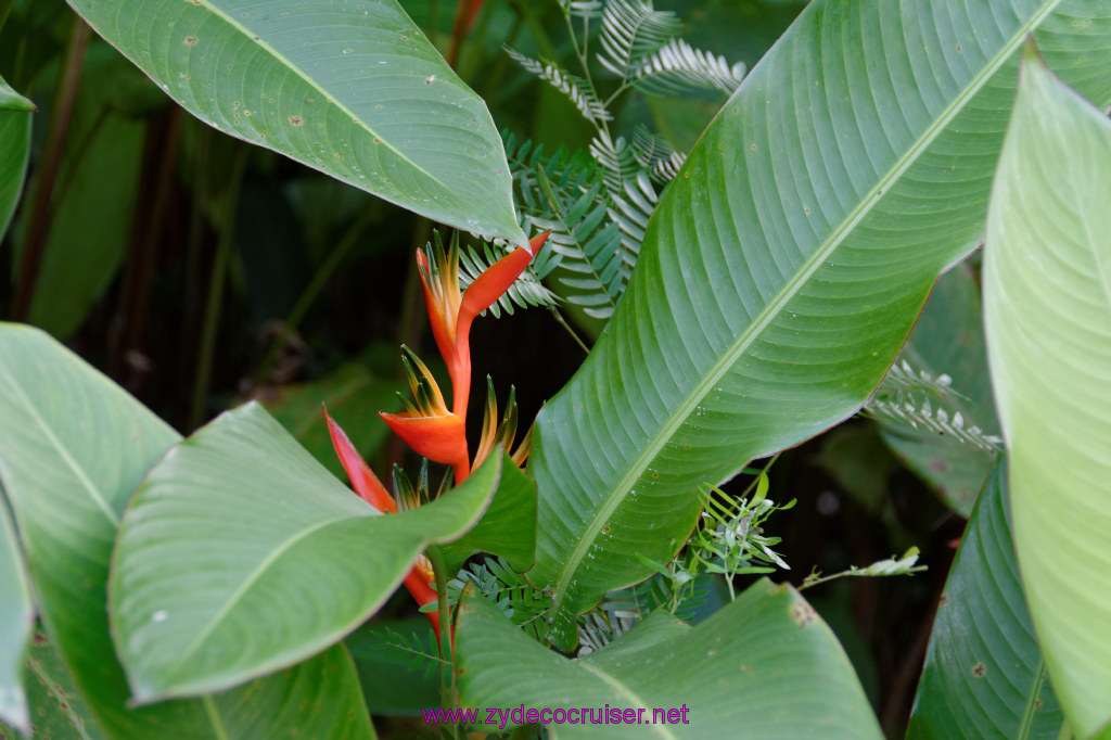 253: Carnival Freedom Reposition Cruise, St Lucia, Rain Forest Aerial Tram Adventure, 