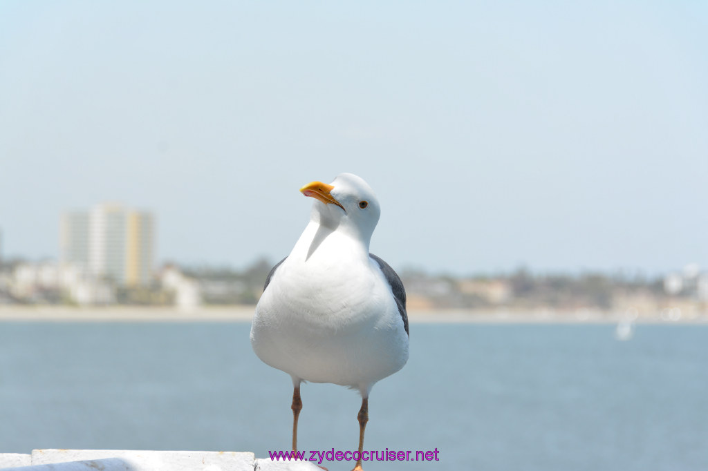 107: Carnival Imagination, Long Beach, Embarkation, 