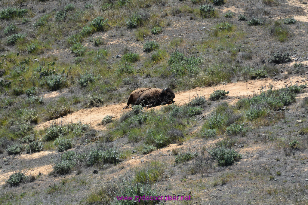 284: Carnival Imagination, Catalina, East End Adventure by Hummer, Bison, 