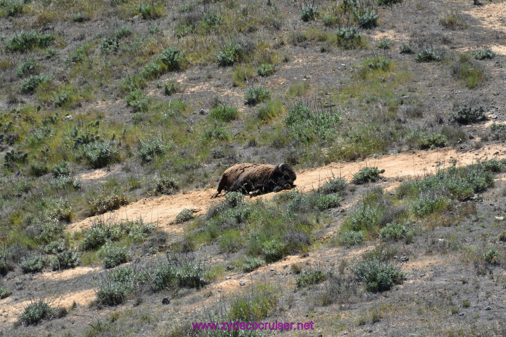 285: Carnival Imagination, Catalina, East End Adventure by Hummer, Bison, 