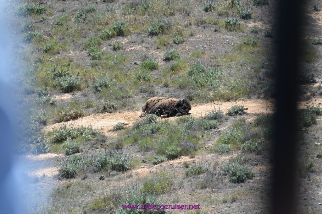 288: Carnival Imagination, Catalina, East End Adventure by Hummer, Bison