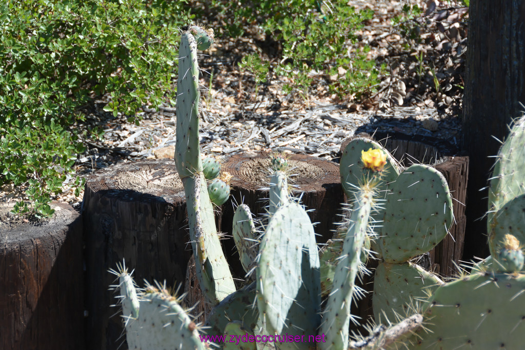 300: Carnival Imagination, Catalina, East End Adventure by Hummer, 