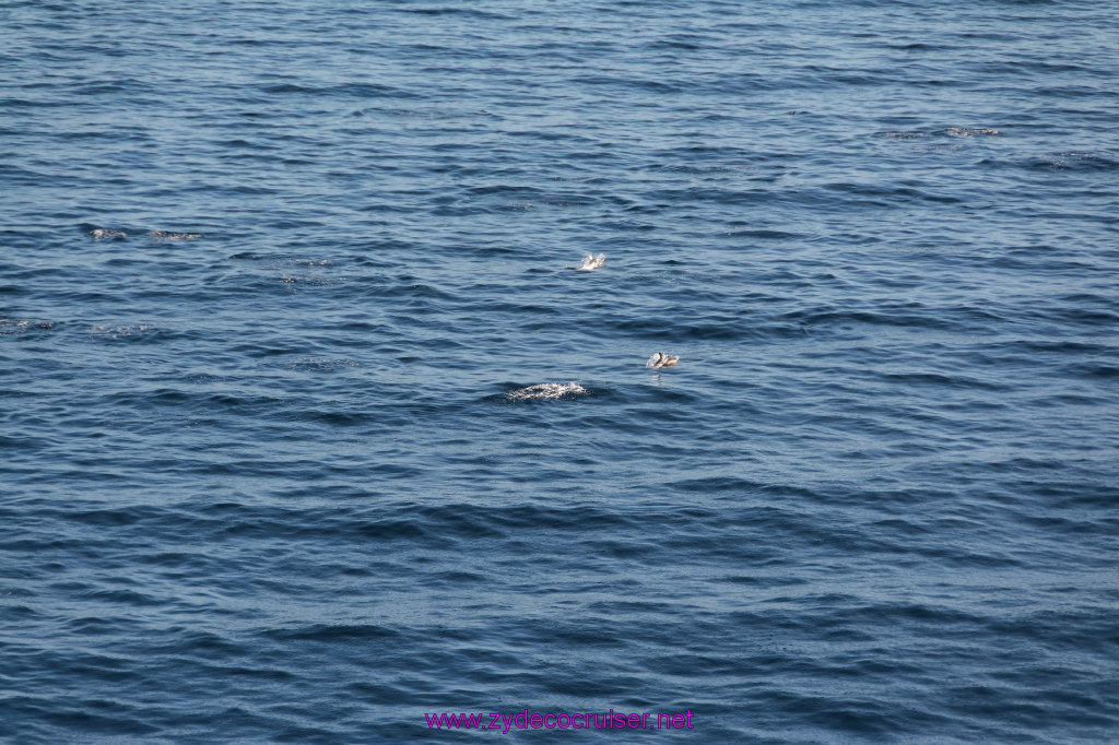 383: Carnival Imagination, Catalina, Dolphins playing, 