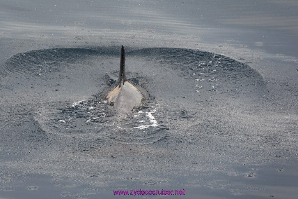 070: Carnival Inspiration, Catalina Island, Coastal Wild Dolphin Adventure, 