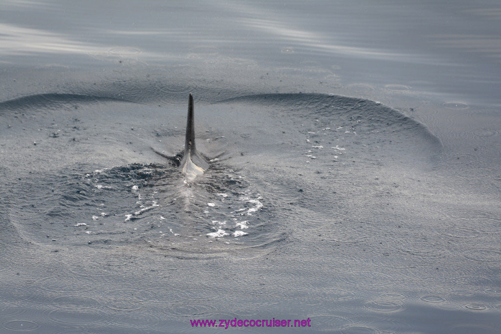 071: Carnival Inspiration, Catalina Island, Coastal Wild Dolphin Adventure, 