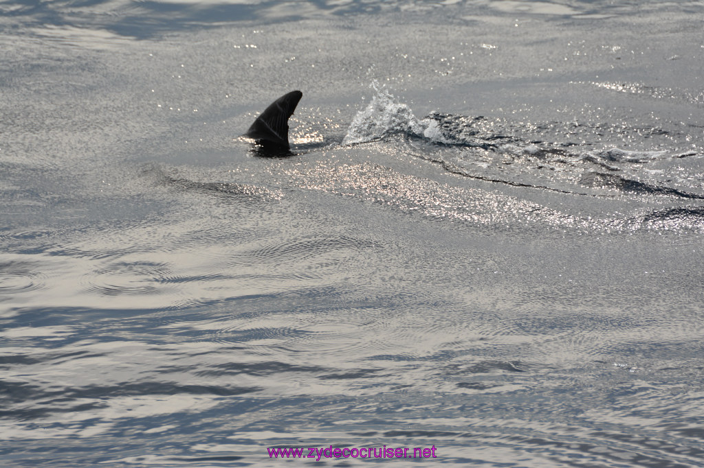 160: Carnival Inspiration, Catalina Island, Coastal Wild Dolphin Adventure, 