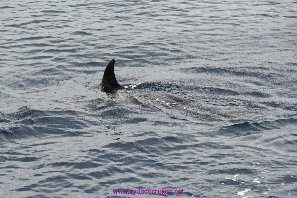 196: Carnival Inspiration, Catalina Island, Coastal Wild Dolphin Adventure, 