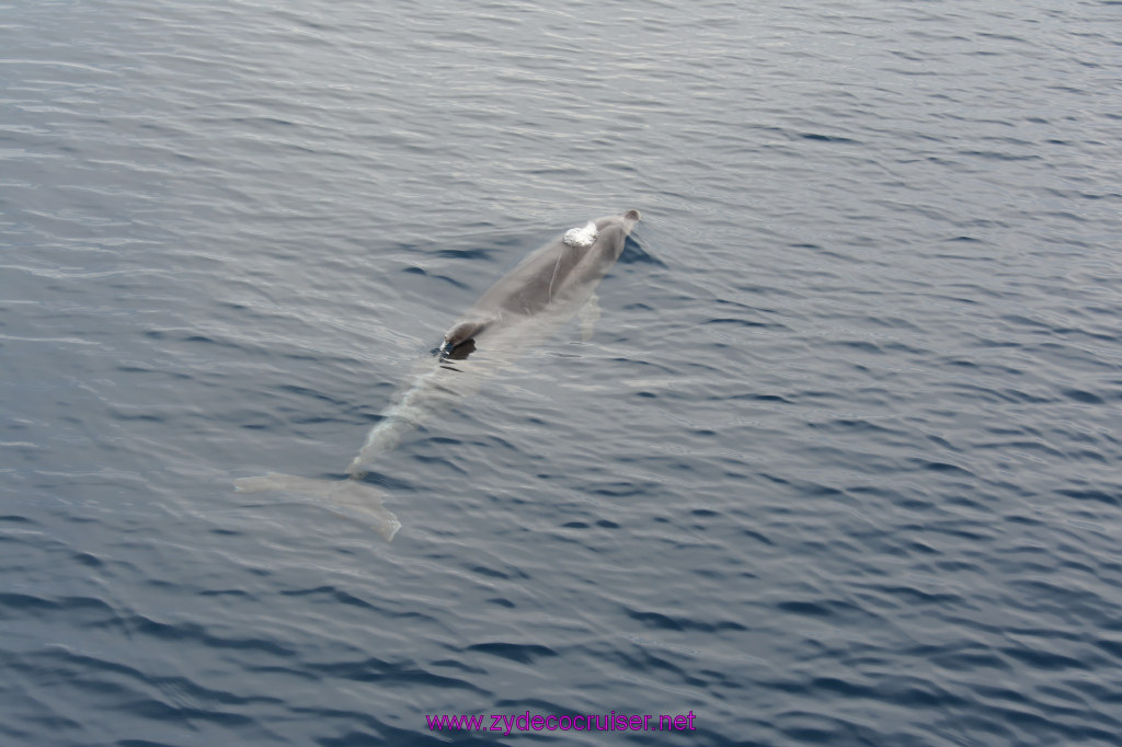 235: Carnival Inspiration, Catalina Island, Coastal Wild Dolphin Adventure, 