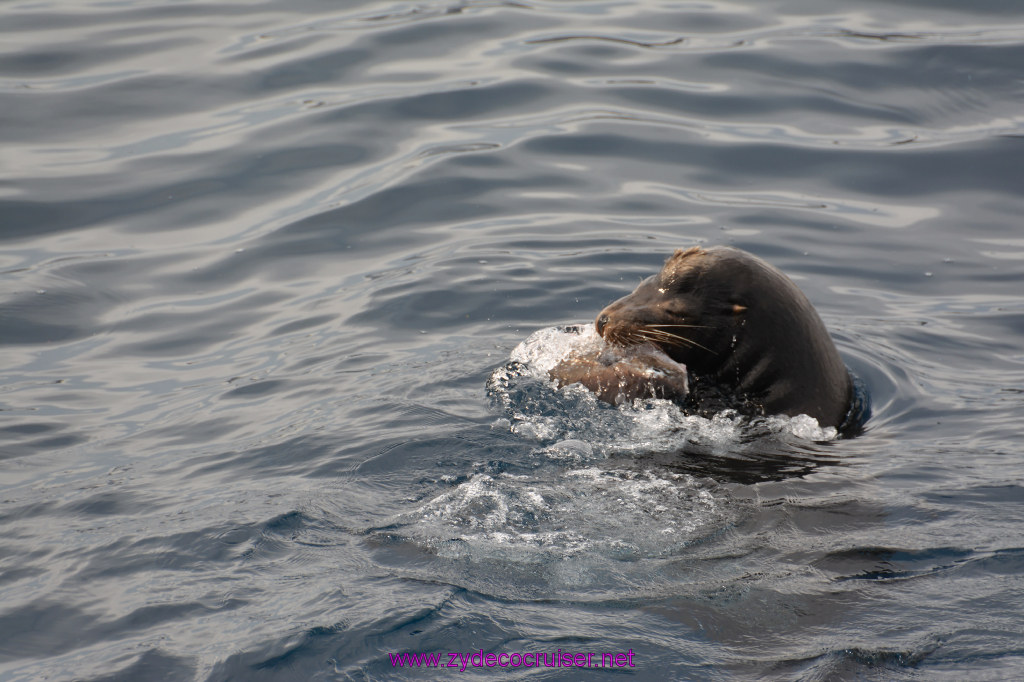 277: Carnival Inspiration, Catalina Island, Coastal Wild Dolphin Adventure, 