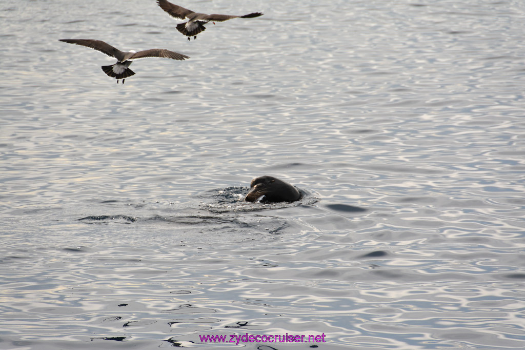 283: Carnival Inspiration, Catalina Island, Coastal Wild Dolphin Adventure, 