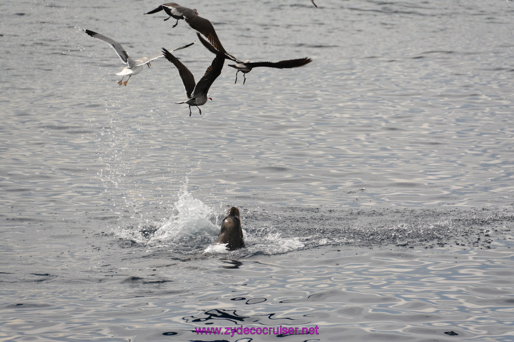 284: Carnival Inspiration, Catalina Island, Coastal Wild Dolphin Adventure, 