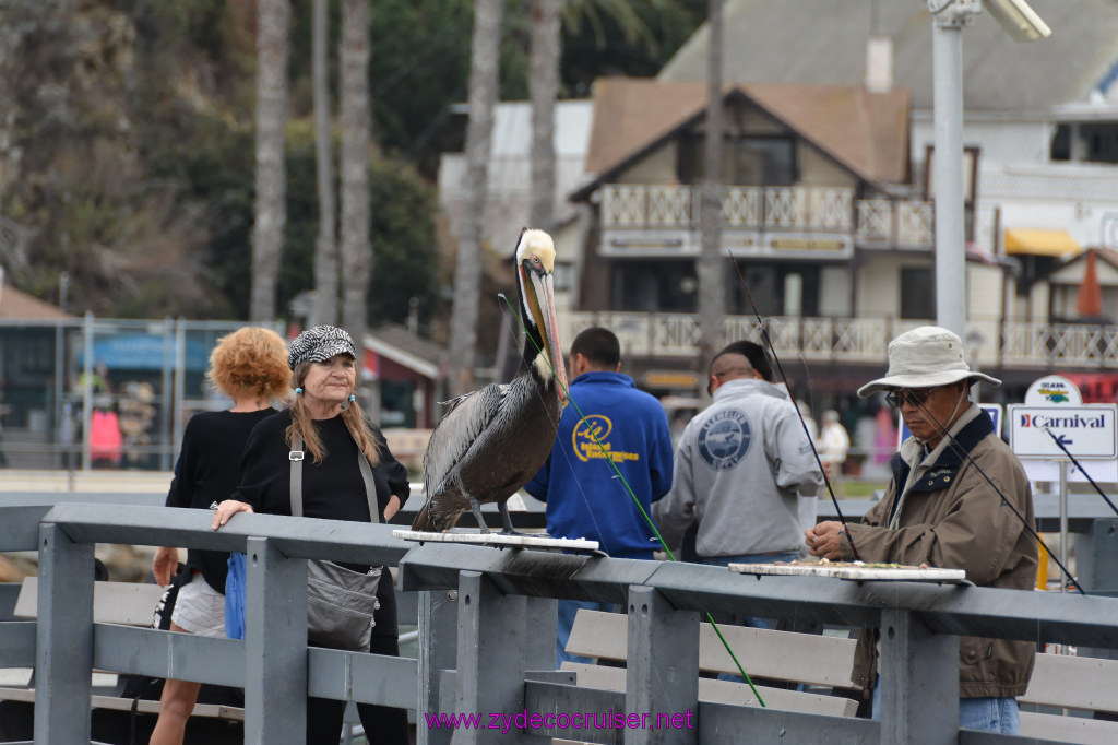 324: Carnival Inspiration, Catalina Island, Coastal Wild Dolphin Adventure, 