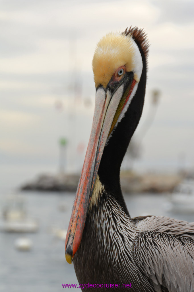 328: Carnival Inspiration, Catalina Island, Pelican