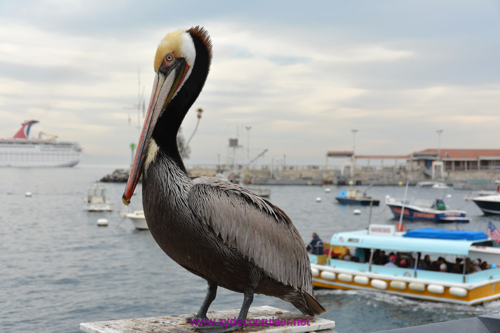 330: Carnival Inspiration, Catalina Island, Pelican