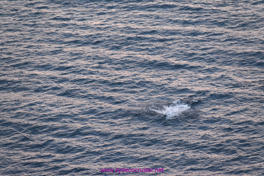 348: Carnival Inspiration, Catalina Island, Wild Dolphins Playing as we sailed away, 