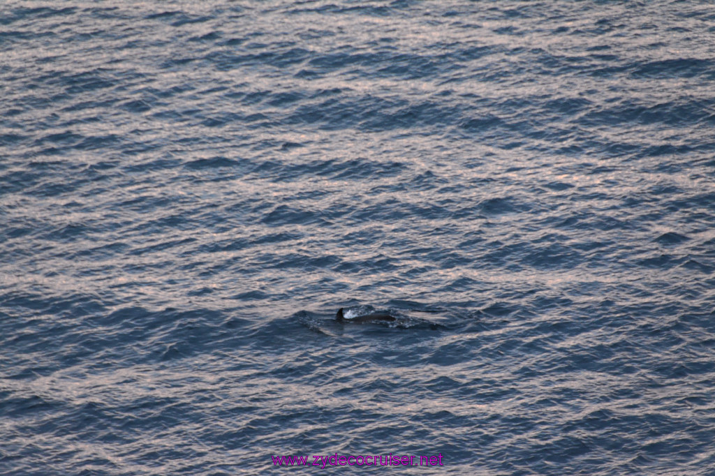 349: Carnival Inspiration, Catalina Island, Wild Dolphins Playing as we sailed away, 