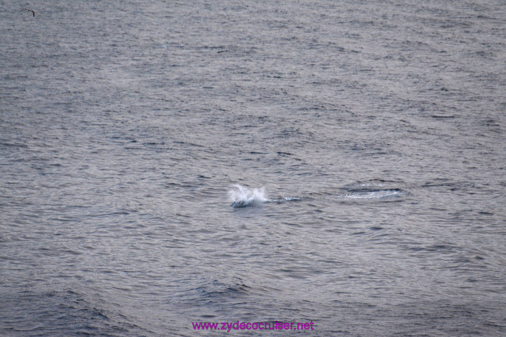 352: Carnival Inspiration, Catalina Island, Wild Dolphins Playing as we sailed away, 