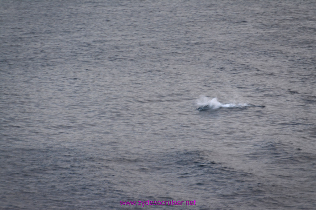 354: Carnival Inspiration, Catalina Island, Wild Dolphins Playing as we sailed away, 