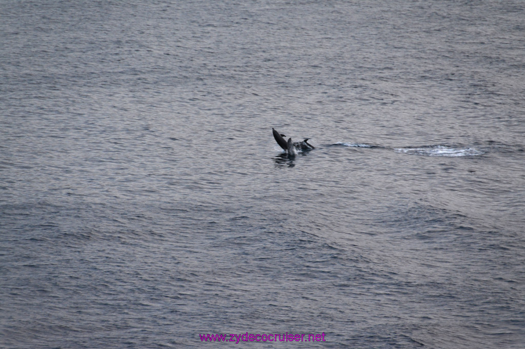 355: Carnival Inspiration, Catalina Island, Wild Dolphins Playing as we sailed away, 