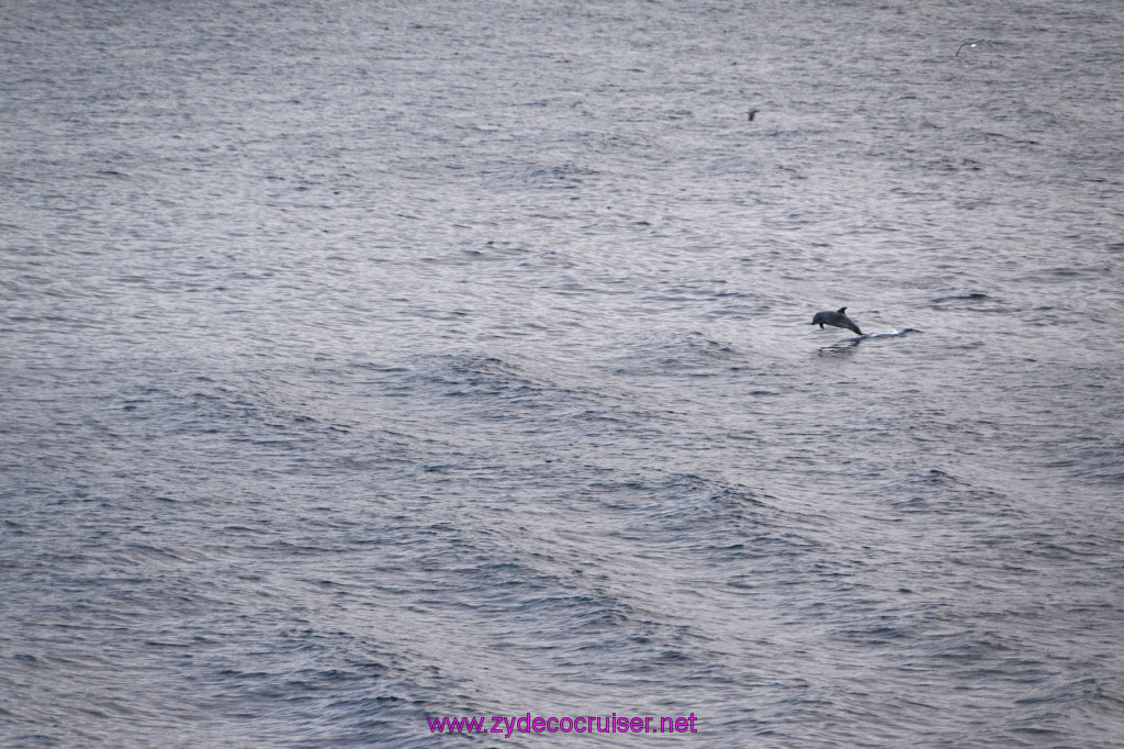 364: Carnival Inspiration, Catalina Island, Wild Dolphins Playing as we sailed away, 