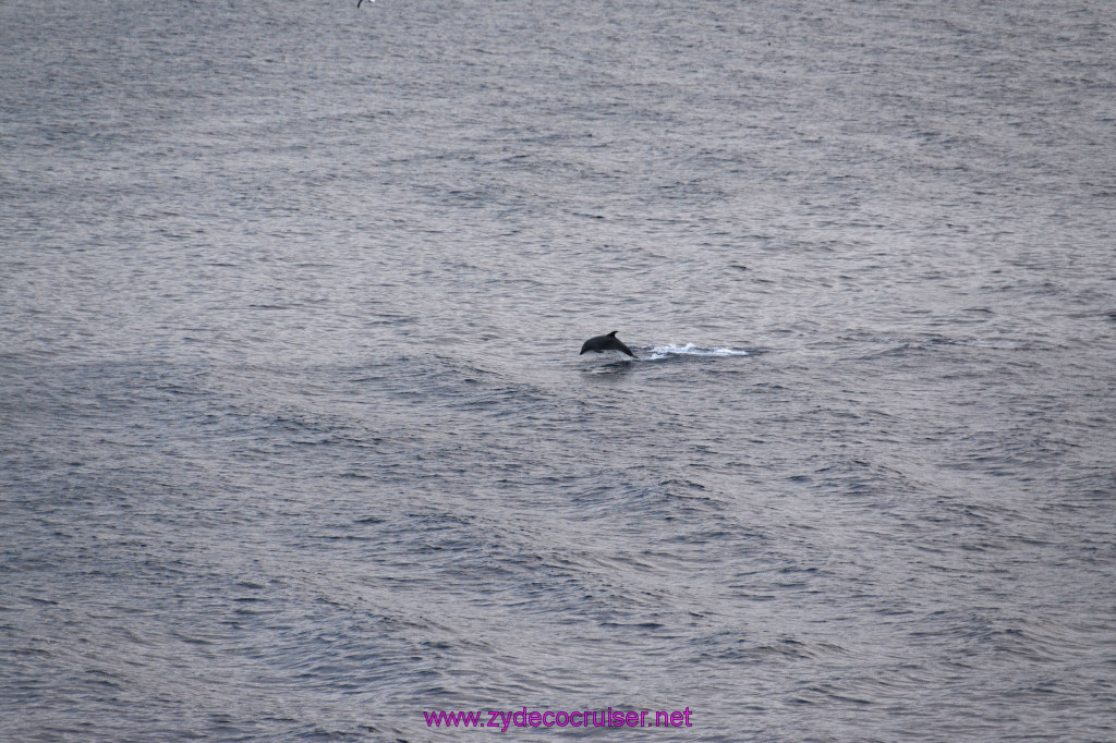 368: Carnival Inspiration, Catalina Island, Wild Dolphins Playing as we sailed away, 