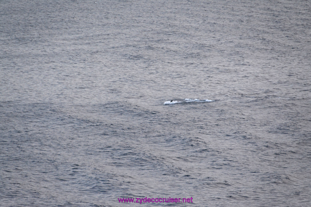 369: Carnival Inspiration, Catalina Island, Wild Dolphins Playing as we sailed away, 