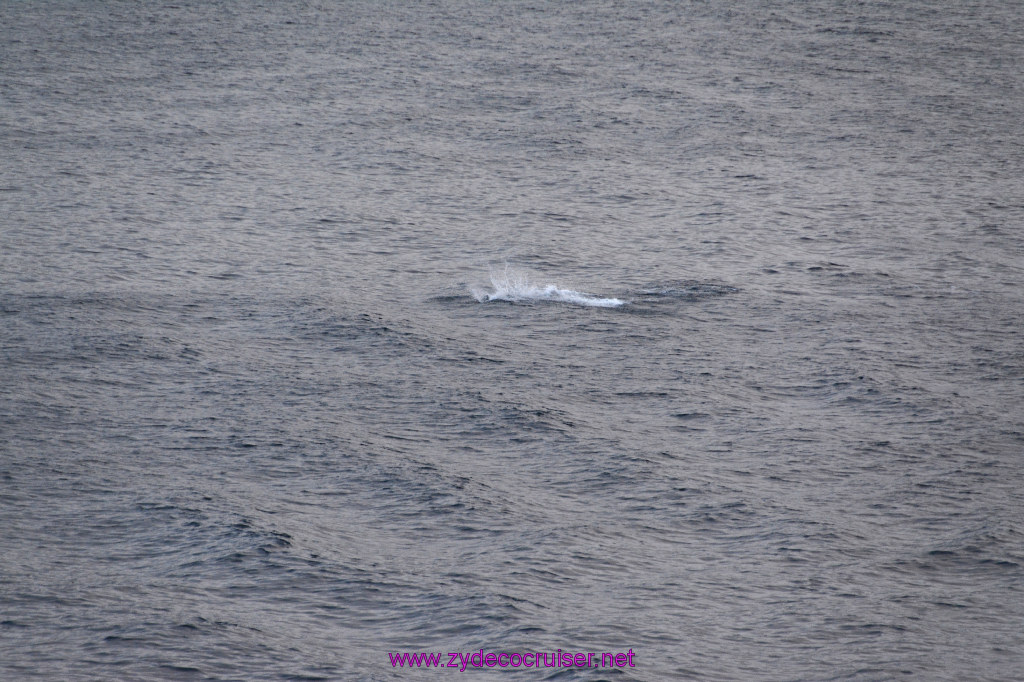 371: Carnival Inspiration, Catalina Island, Wild Dolphins Playing as we sailed away, 