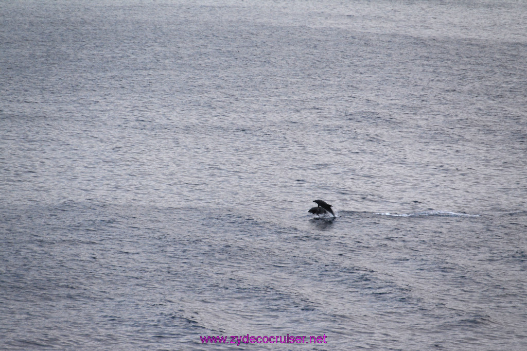 372: Carnival Inspiration, Catalina Island, Wild Dolphins Playing as we sailed away, 