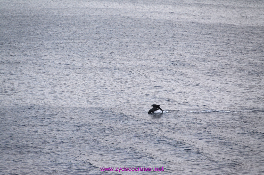 373: Carnival Inspiration, Catalina Island, Wild Dolphins Playing as we sailed away, 