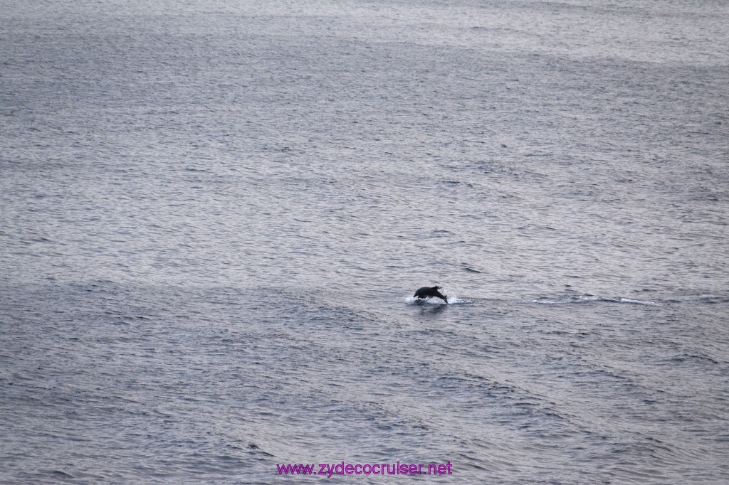 374: Carnival Inspiration, Catalina Island, Wild Dolphins Playing as we sailed away, 