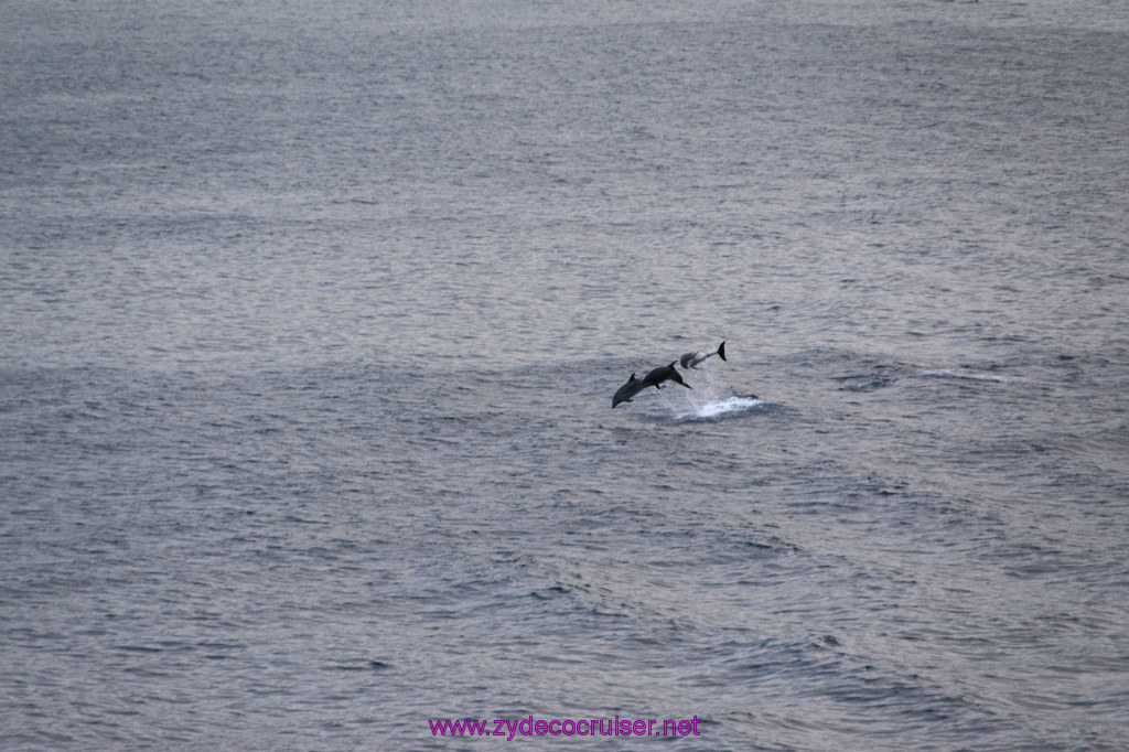 375: Carnival Inspiration, Catalina Island, Wild Dolphins Playing as we sailed away, 