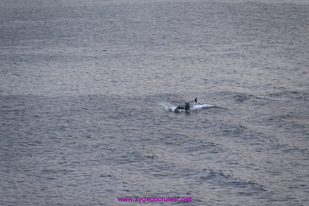 377: Carnival Inspiration, Catalina Island, Wild Dolphins Playing as we sailed away, 